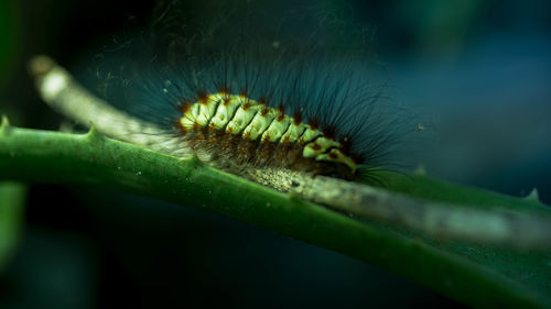 Close-up of caterpillar on leaf