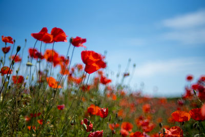 Close-up of poppy flowers blooming in field