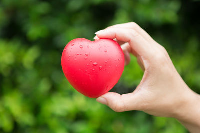 Close-up of hand holding red berries