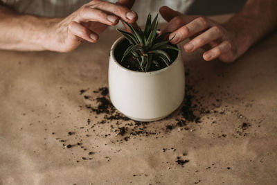 Gardeners hand transplanting succulent in pot on table. concept of home garden