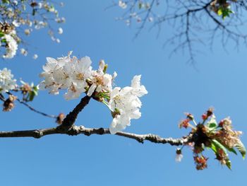 Low angle view of cherry blossoms in spring