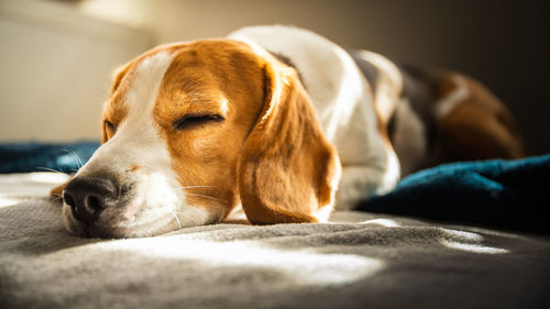 Beagle dog tired sleeps on a couch in bright room. sun lights through window. 