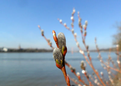 Close-up of plant against blue sky on sunny day