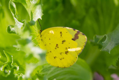 Close-up of butterfly on leaves