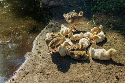 Domestic ducks on the shore of the reservoir.