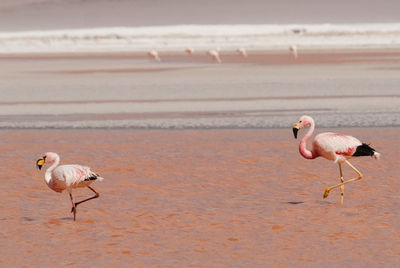 Seagulls on beach