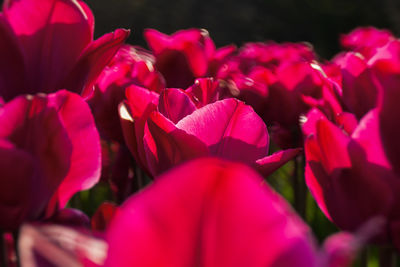 Close-up of pink tulips