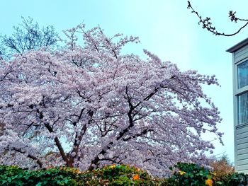 Low angle view of cherry blossoms against sky