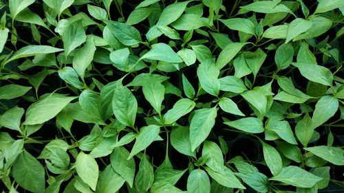 Full frame shot of green leaves