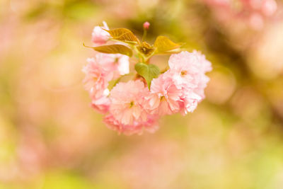 Close-up of pink cherry blossoms