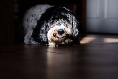 Portrait of dog at home