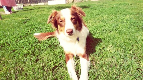 Dog on grassy field