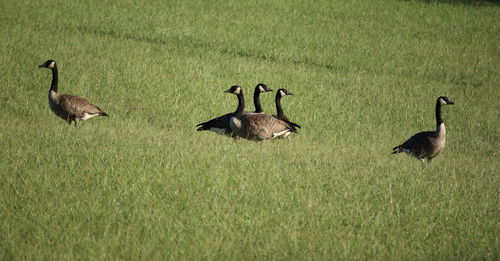 Ducks on grassy field