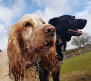 Close-up of dog against sky