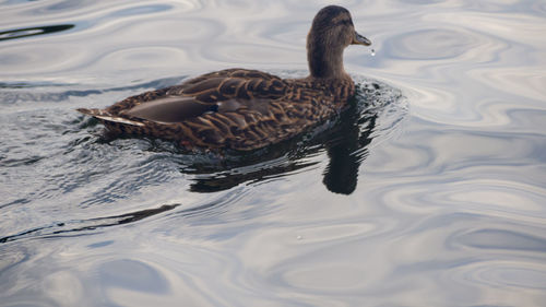High angle view of duck swimming in lake