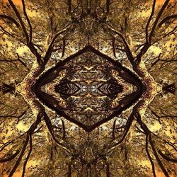 Low angle view of bare trees