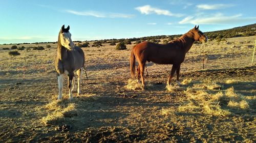 Horses standing in ranch