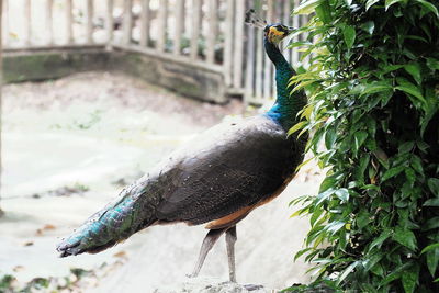 Close-up of a bird