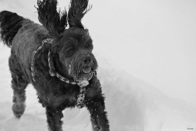 Close-up of a dog in snow