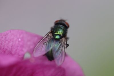 Close-up of fly on pink flower