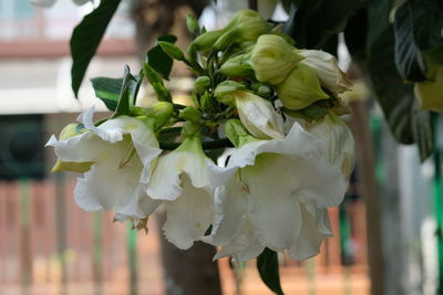 Close-up of white flowering plant