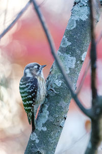 Close-up of bird perching on branch