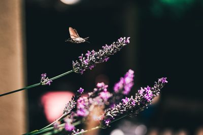 Close-up of butterfly pollinating on purple flower