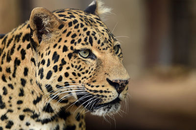 Head shot of a leopard 