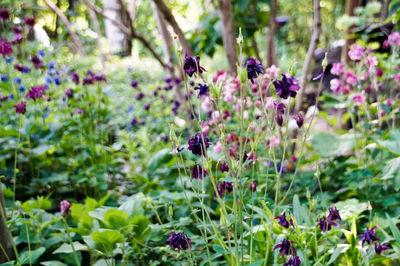 View of insect on purple flowering plants