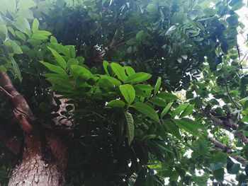 Low angle view of green leaves