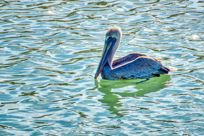 High angle view of duck swimming in lake