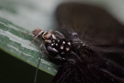 Close-up of spider