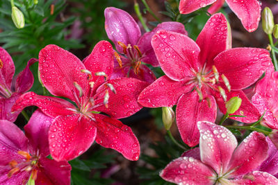 Close-up of wet pink flowers