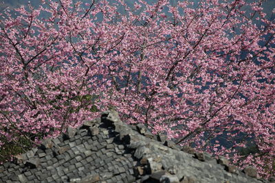 Close-up of pink cherry blossoms