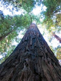 Low angle view of trees in forest