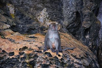 Macaque long tailed monkey playing ocean cliffs phuket bangkok macaca cercopithecinae thailand asia