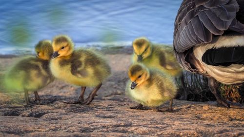 Ducks in a lake