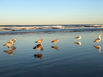 Flock of birds on beach