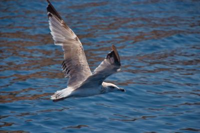 Seagulls flying over lake