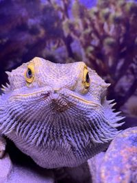 Close-up of iguana