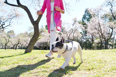 Portrait of dogs on field