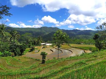 Scenic view of agricultural field against sky