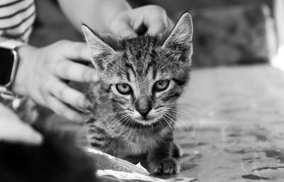 Close-up of cat