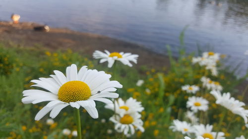 Close-up of white daisy flowers