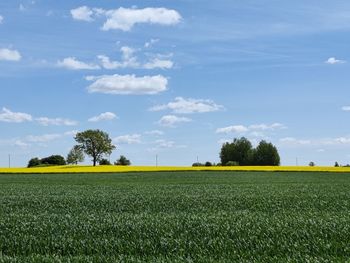 Scenic view of field against sky