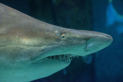 Close-up of fish swimming in aquarium