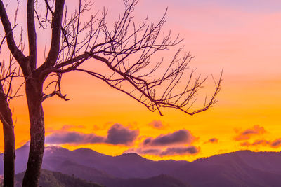 Silhouette bare tree against orange sky