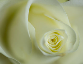 Close-up of white rose