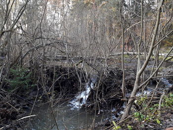 View of birds in the forest