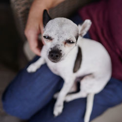 Portrait of dog at home